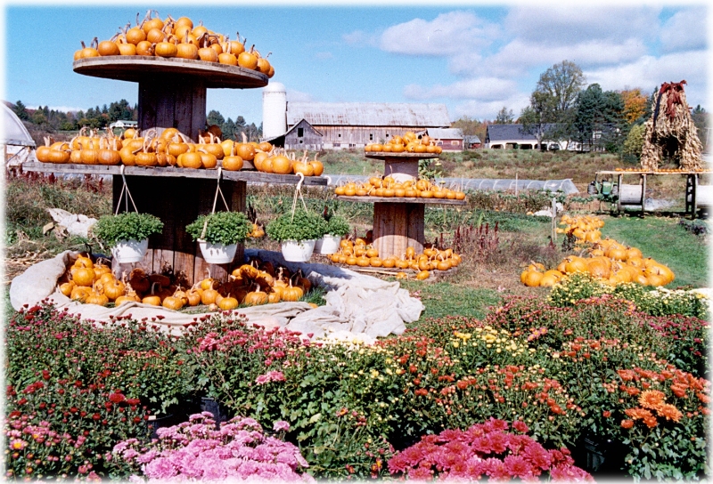 VT Pumpkins, New England America.jpg